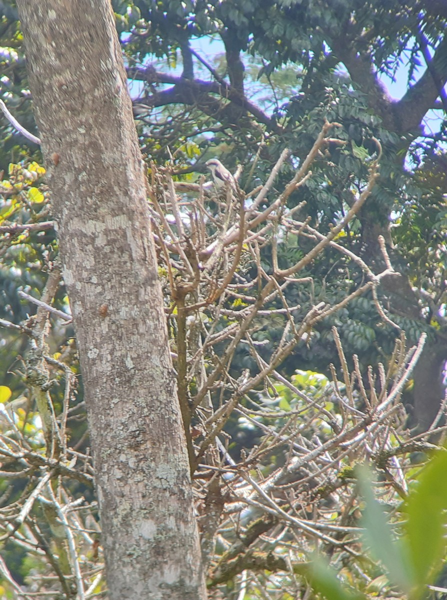 Mackinnon's Shrike - ML635497235