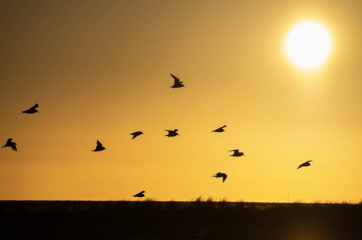 White-fronted Tern - ML635497244