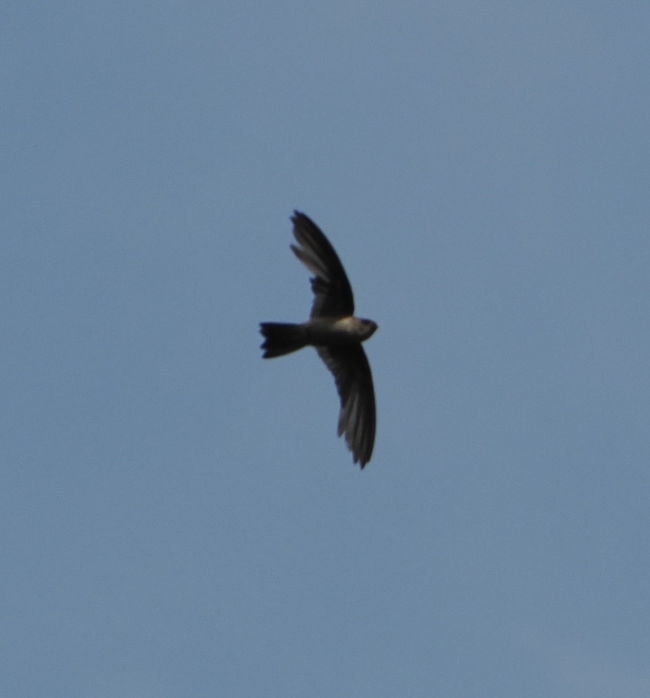 Plume-toed Swiftlet - ML635497249