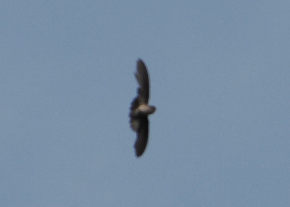Plume-toed Swiftlet - ML635497250