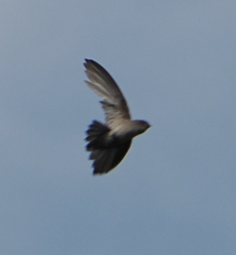 Plume-toed Swiftlet - ML635497251