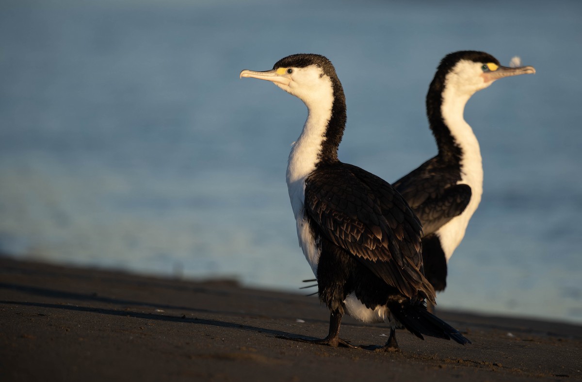 Pied Cormorant - ML635497257