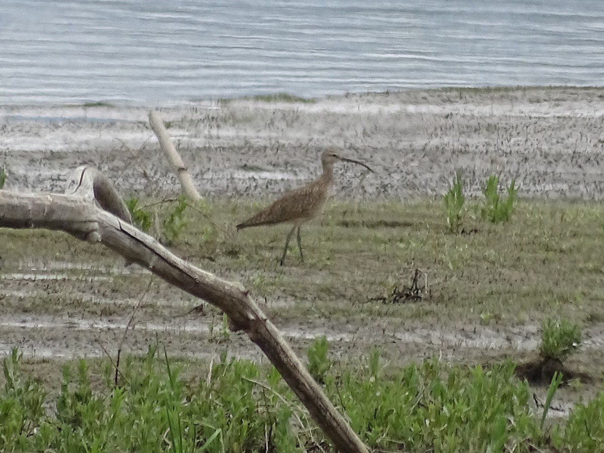 Hudsonian Whimbrel - ML635497265