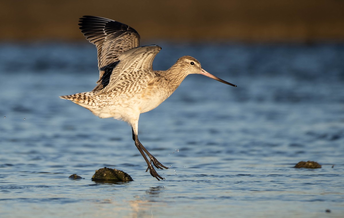 Bar-tailed Godwit - ML635497266