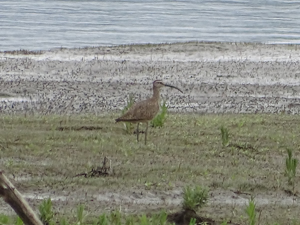 Hudsonian Whimbrel - ML635497277