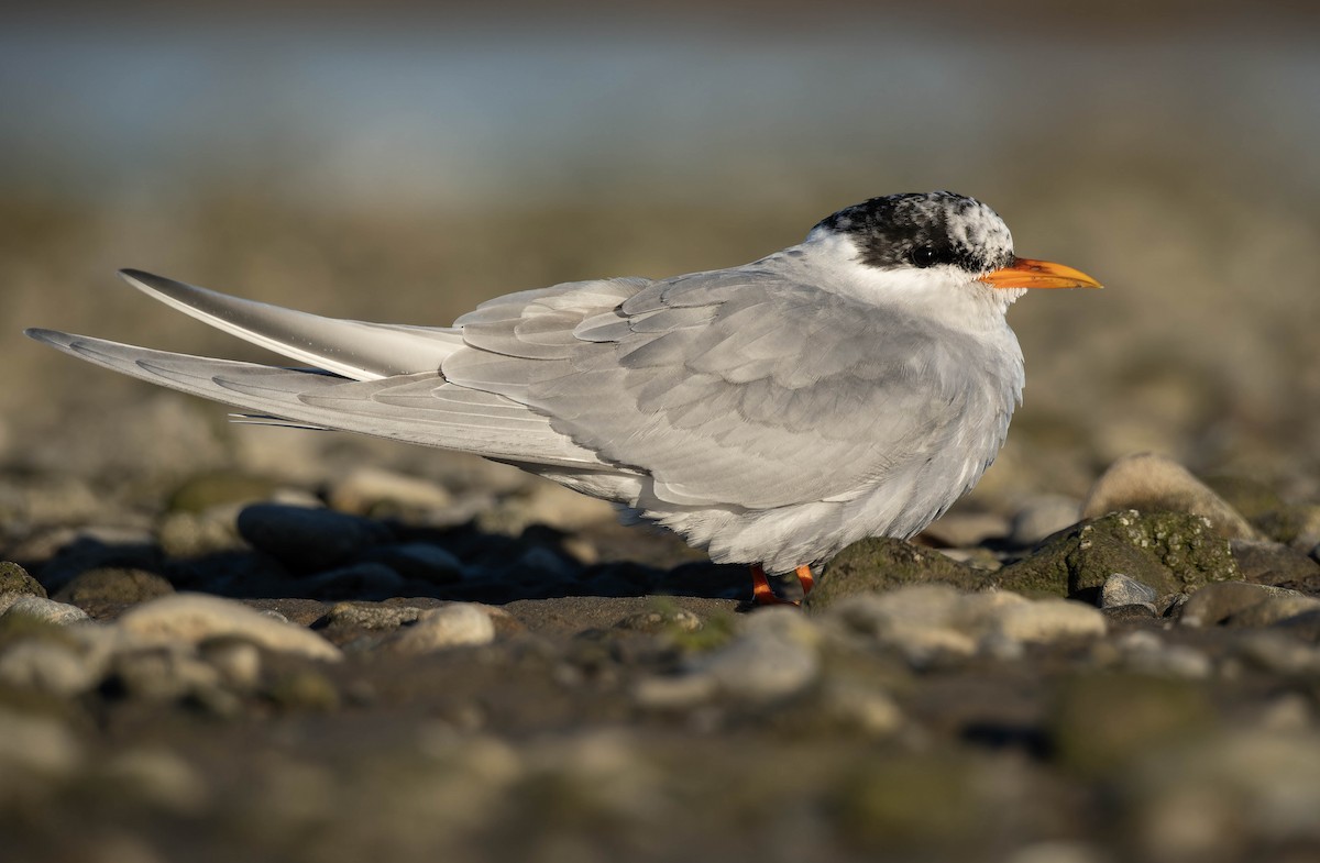 Black-fronted Tern - ML635497282