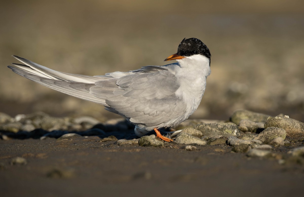 Black-fronted Tern - ML635497283