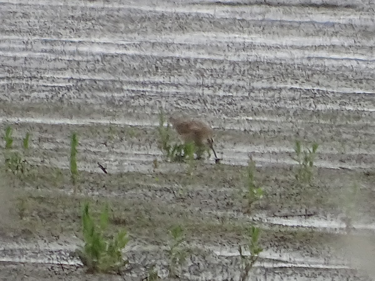 Hudsonian Whimbrel - ML635497296