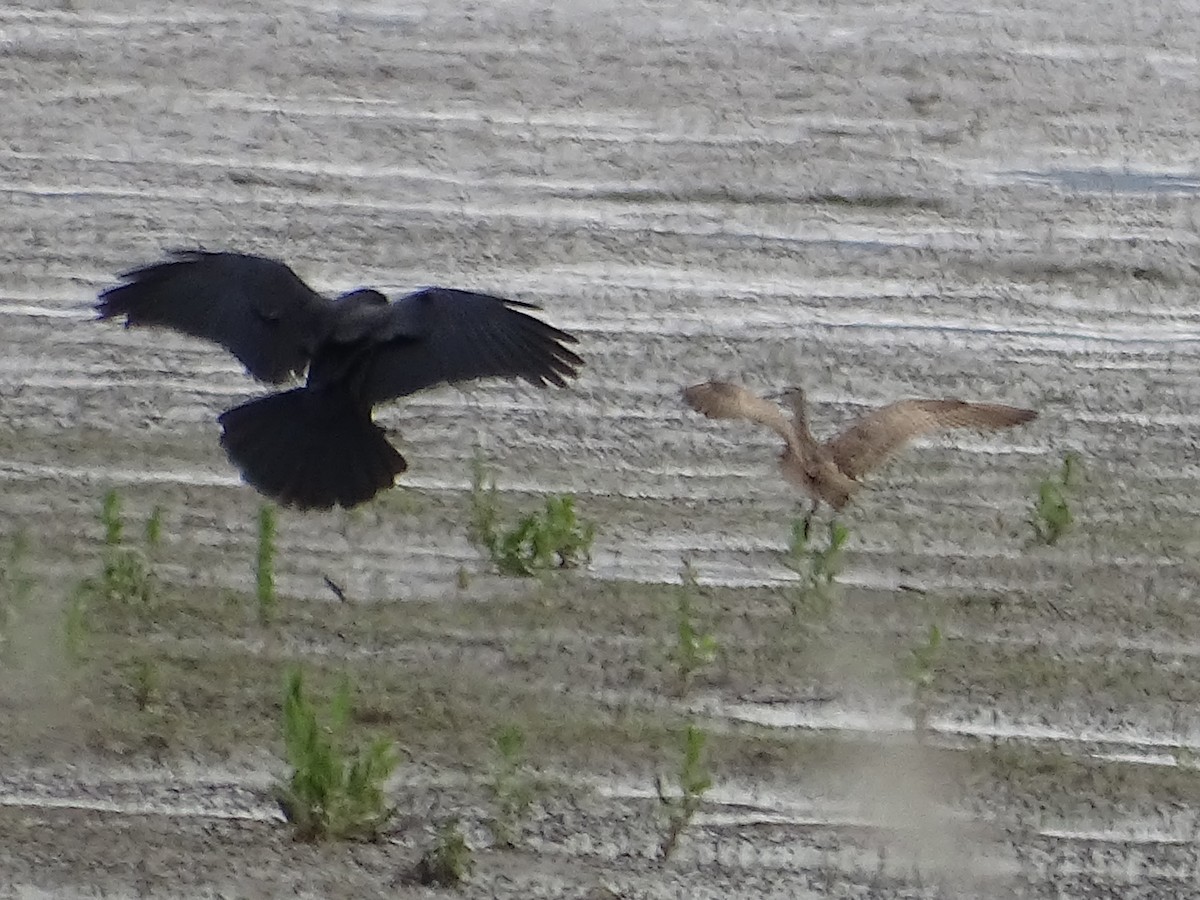 Hudsonian Whimbrel - ML635497300