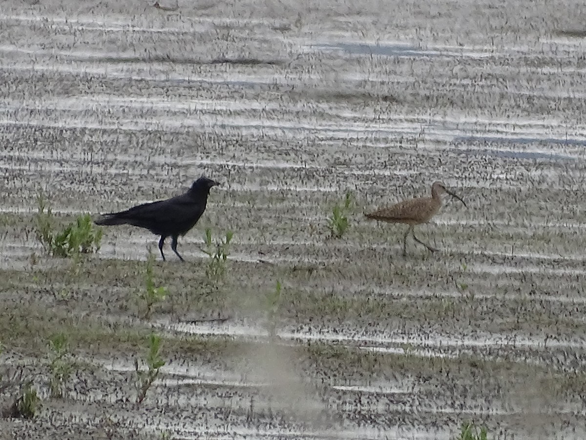 Hudsonian Whimbrel - ML635497307