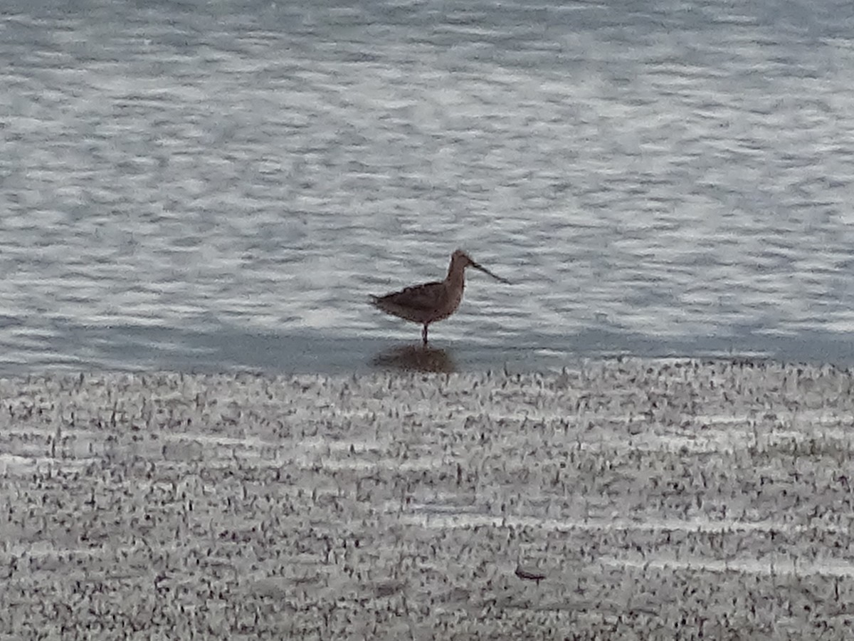 Long-billed Dowitcher - ML635497312