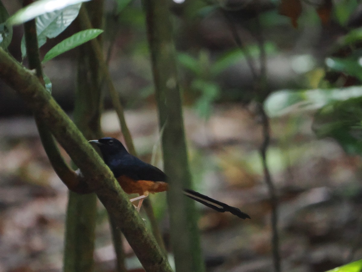White-rumped Shama - ML635497314
