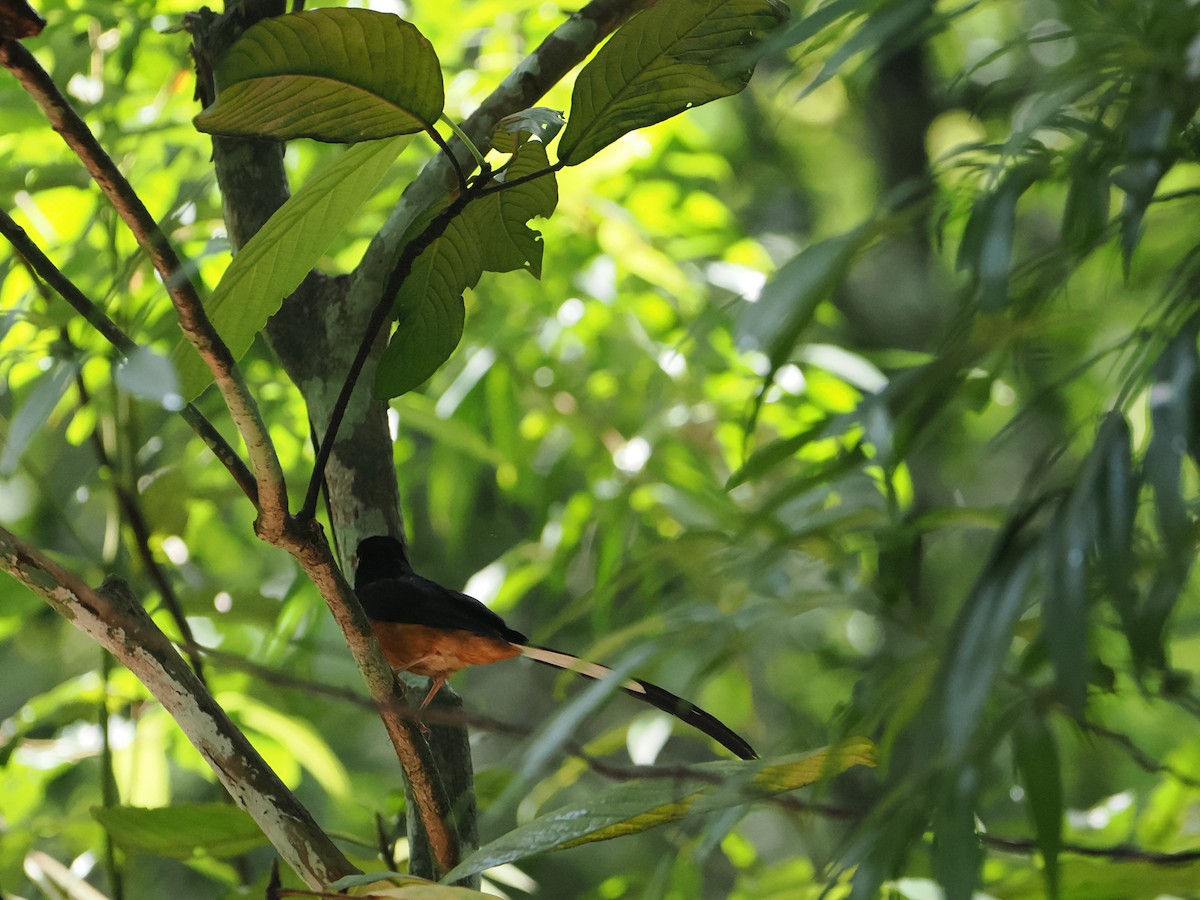 White-rumped Shama - ML635497316