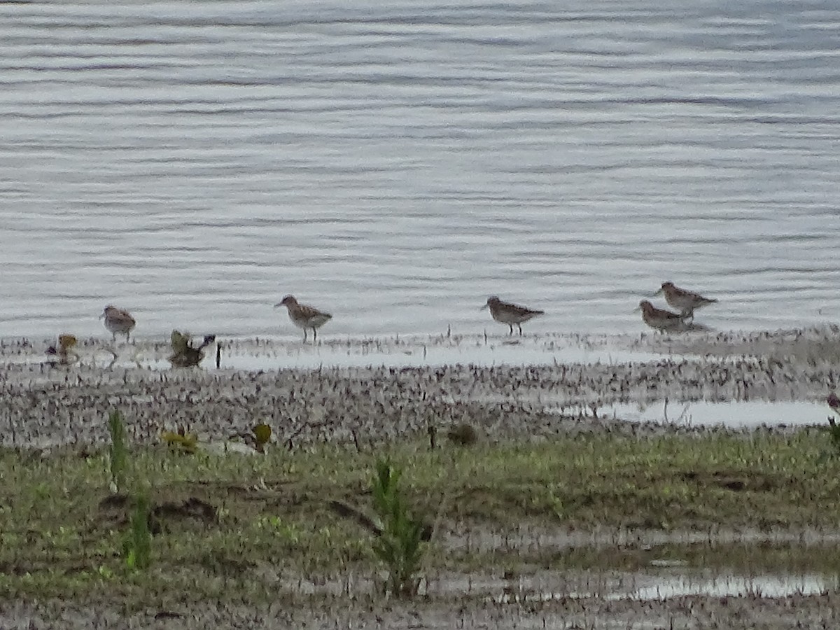 peep sp. - ML635497321