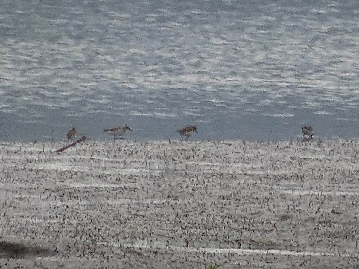 peep sp. - ML635497326