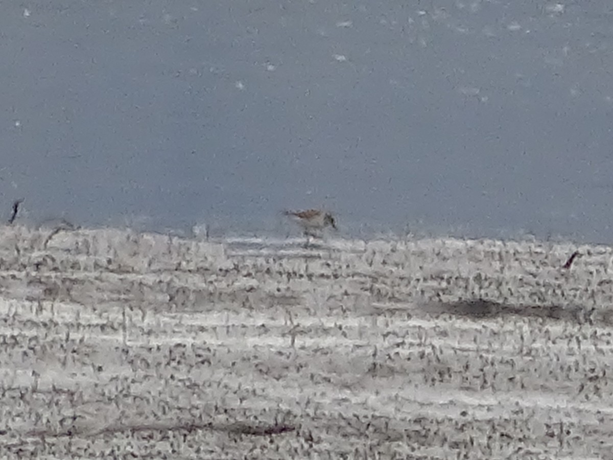 peep sp. - ML635497357