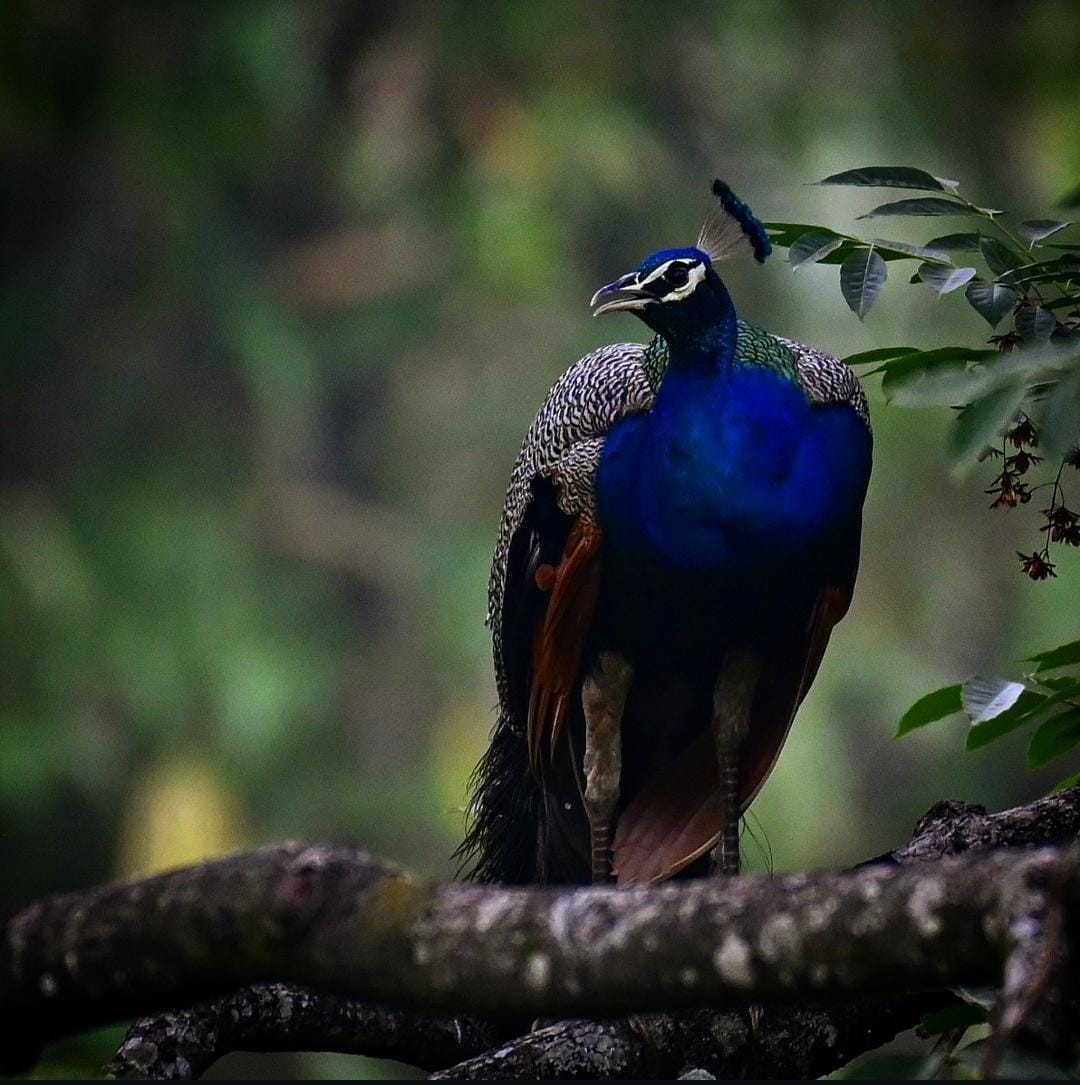 Indian Peafowl - ML635497361