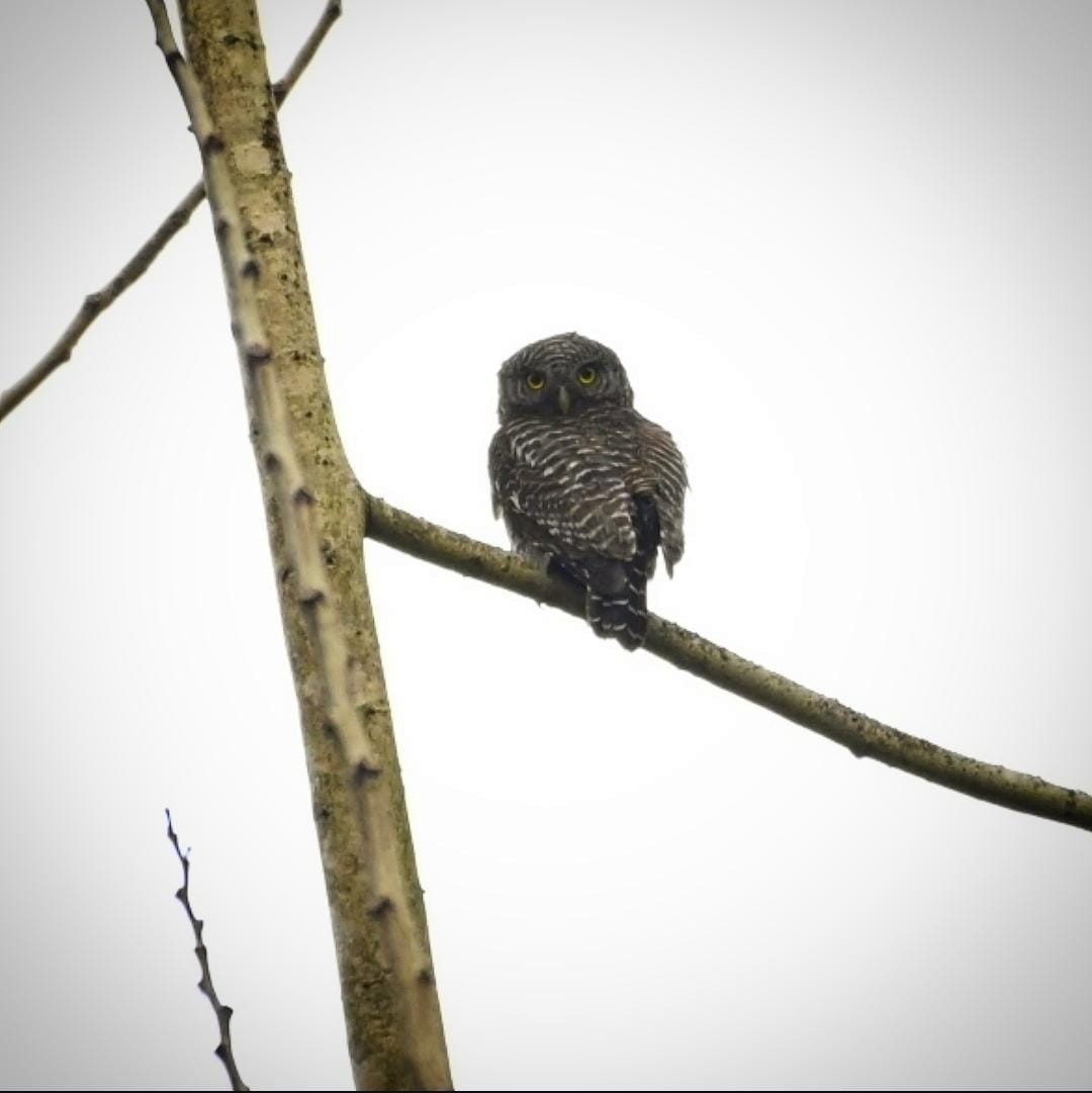 Asian Barred Owlet - ML635497399