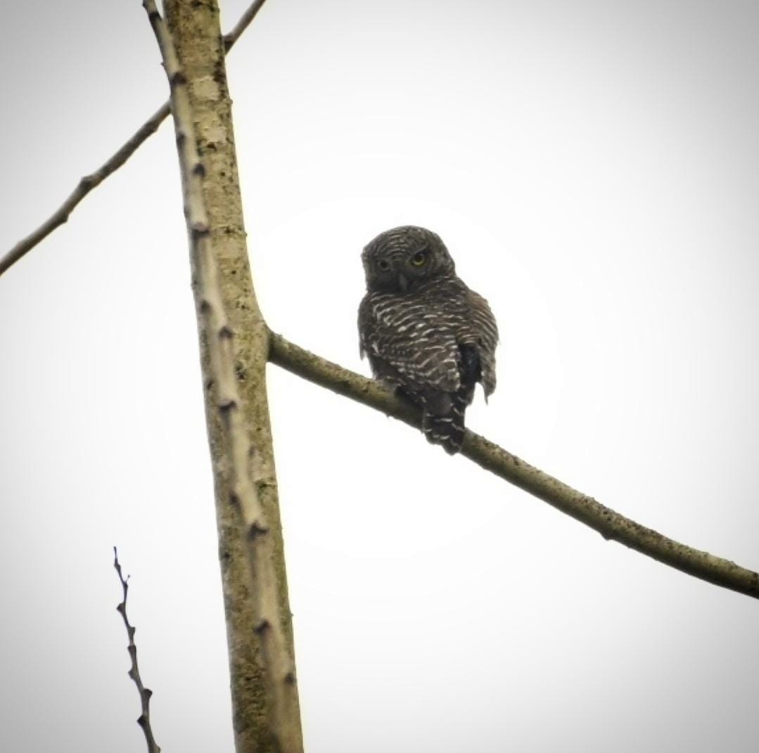 Asian Barred Owlet - ML635497410