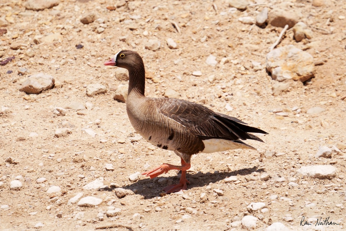 Lesser White-fronted Goose - ML635497519