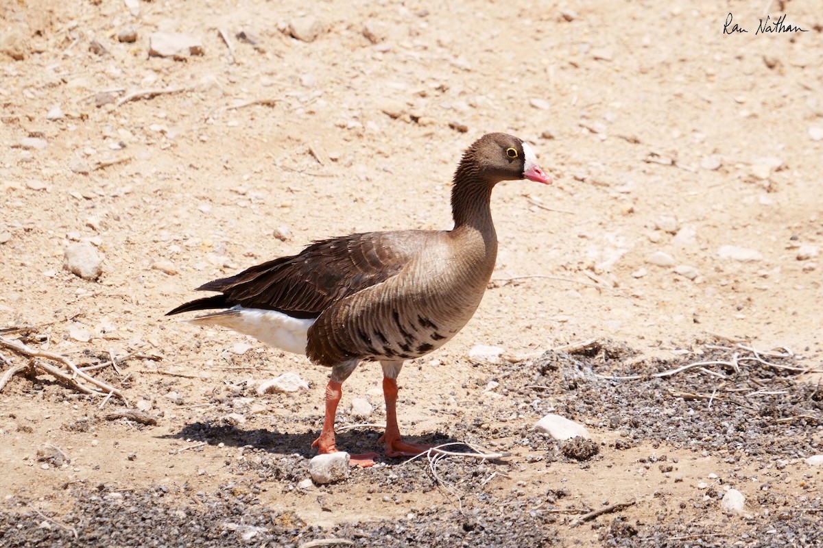 Lesser White-fronted Goose - ML635497526
