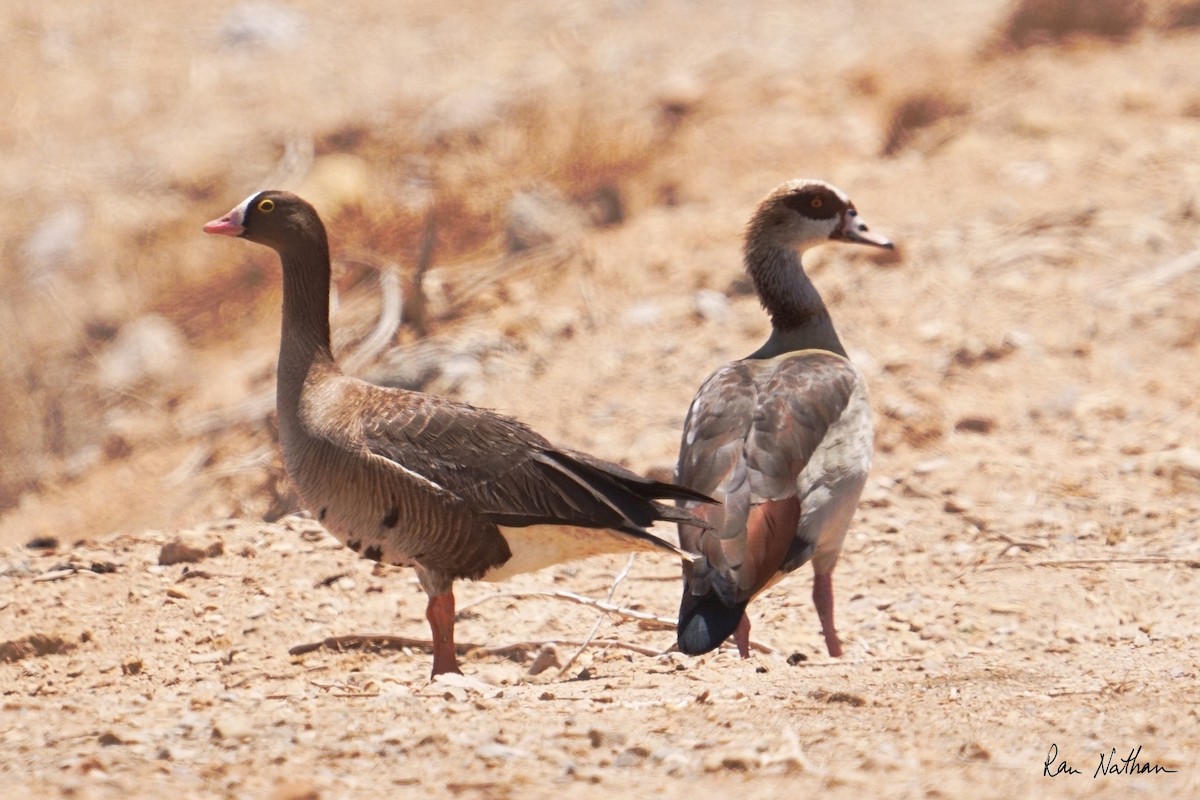 Lesser White-fronted Goose - ML635497528