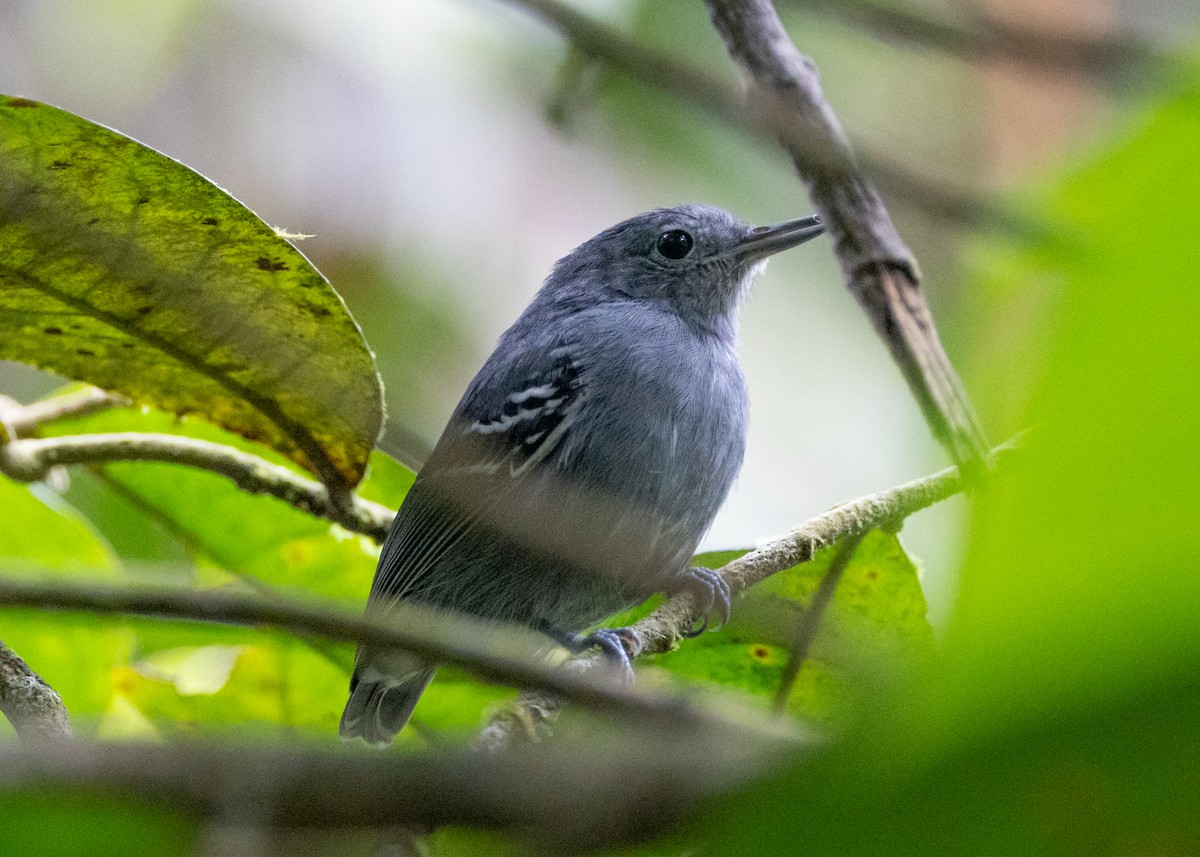 Gray Antwren - ML635497544