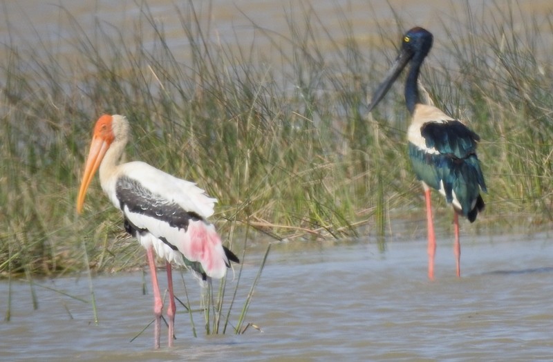 Black-necked Stork - ML635497618