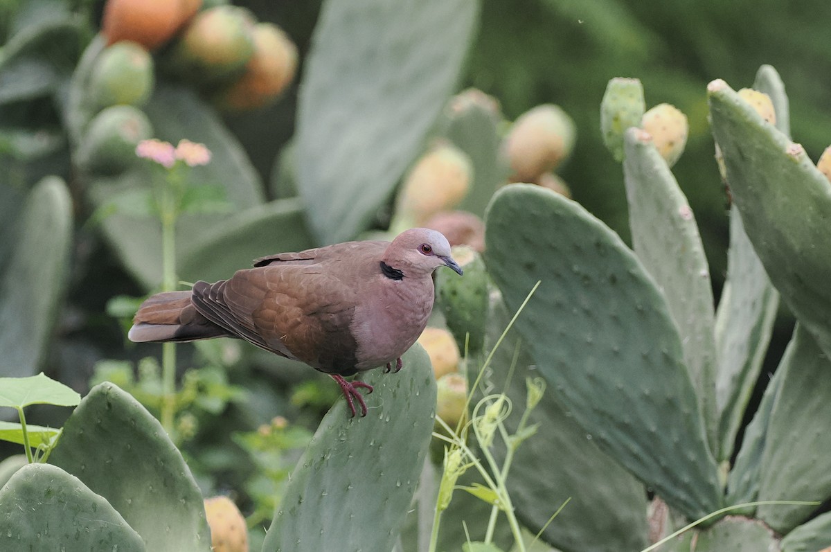 Red-eyed Dove - ML635497635