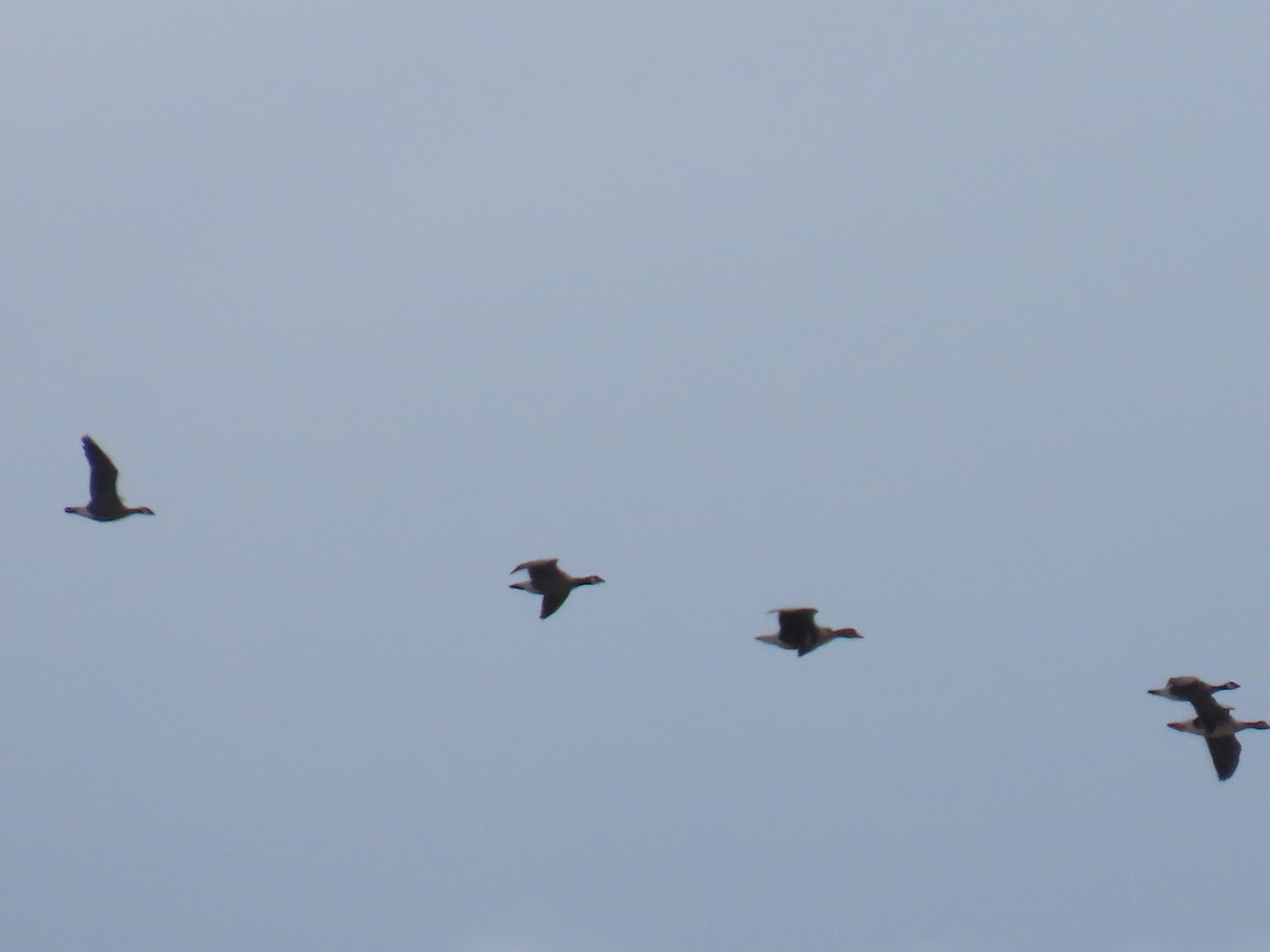 Cackling Goose (minima) - ML635497638