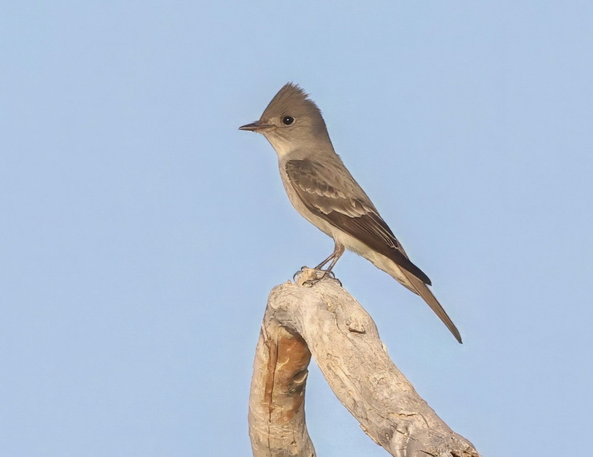 Western Wood-Pewee - ML635497643