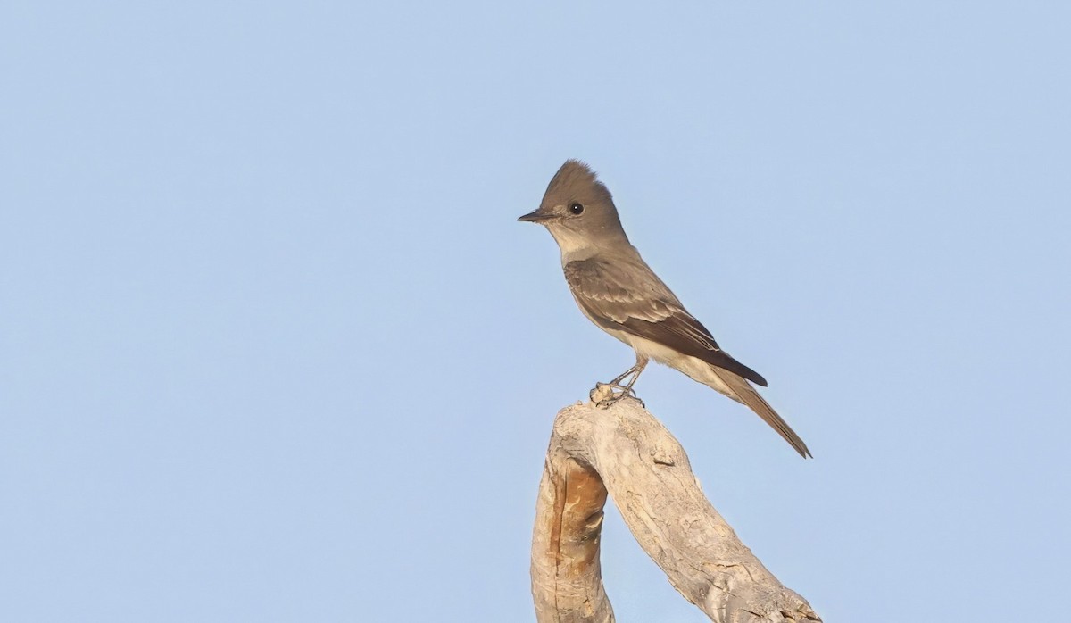 Western Wood-Pewee - ML635497644