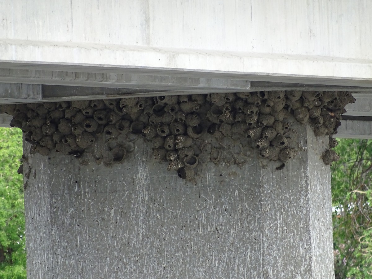 Cliff Swallow - ML635497694