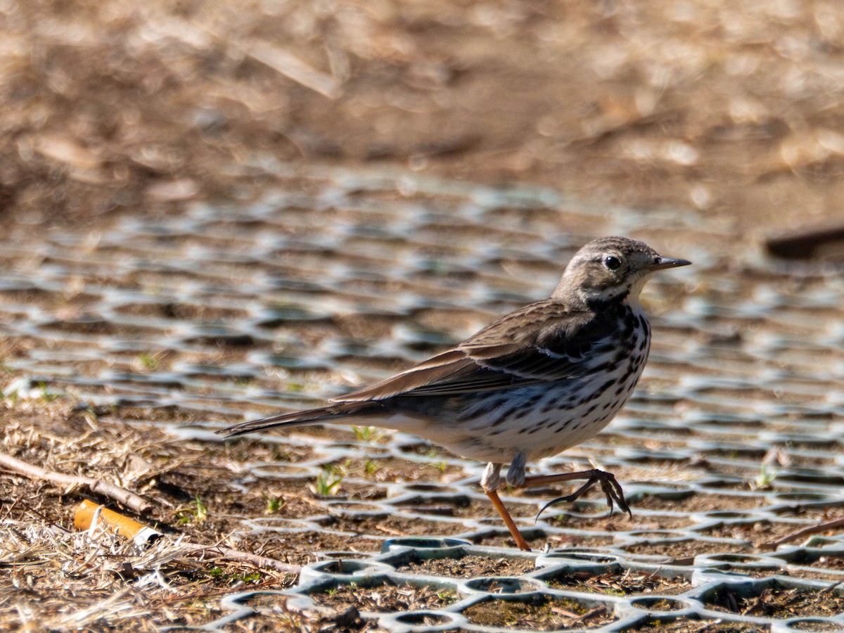 Siberian Pipit - ML635497736