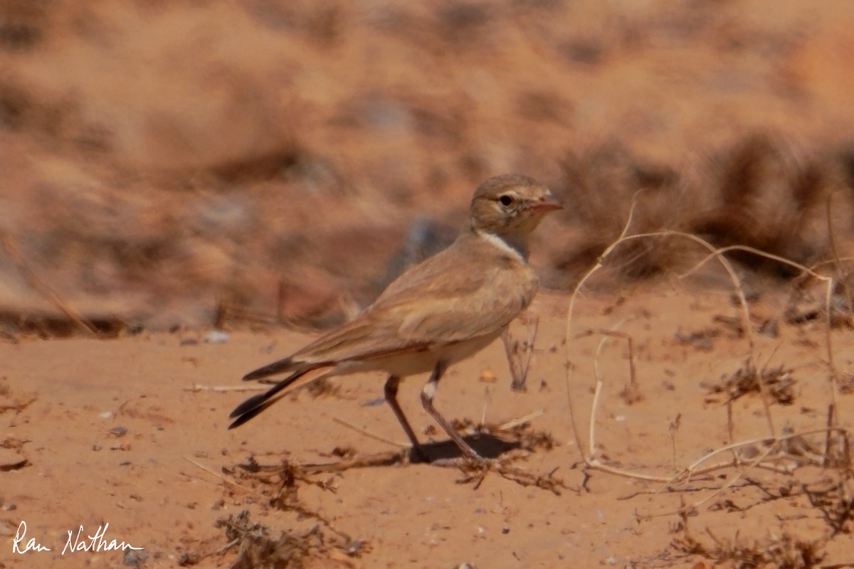 Allodola del deserto minore - ML635497749