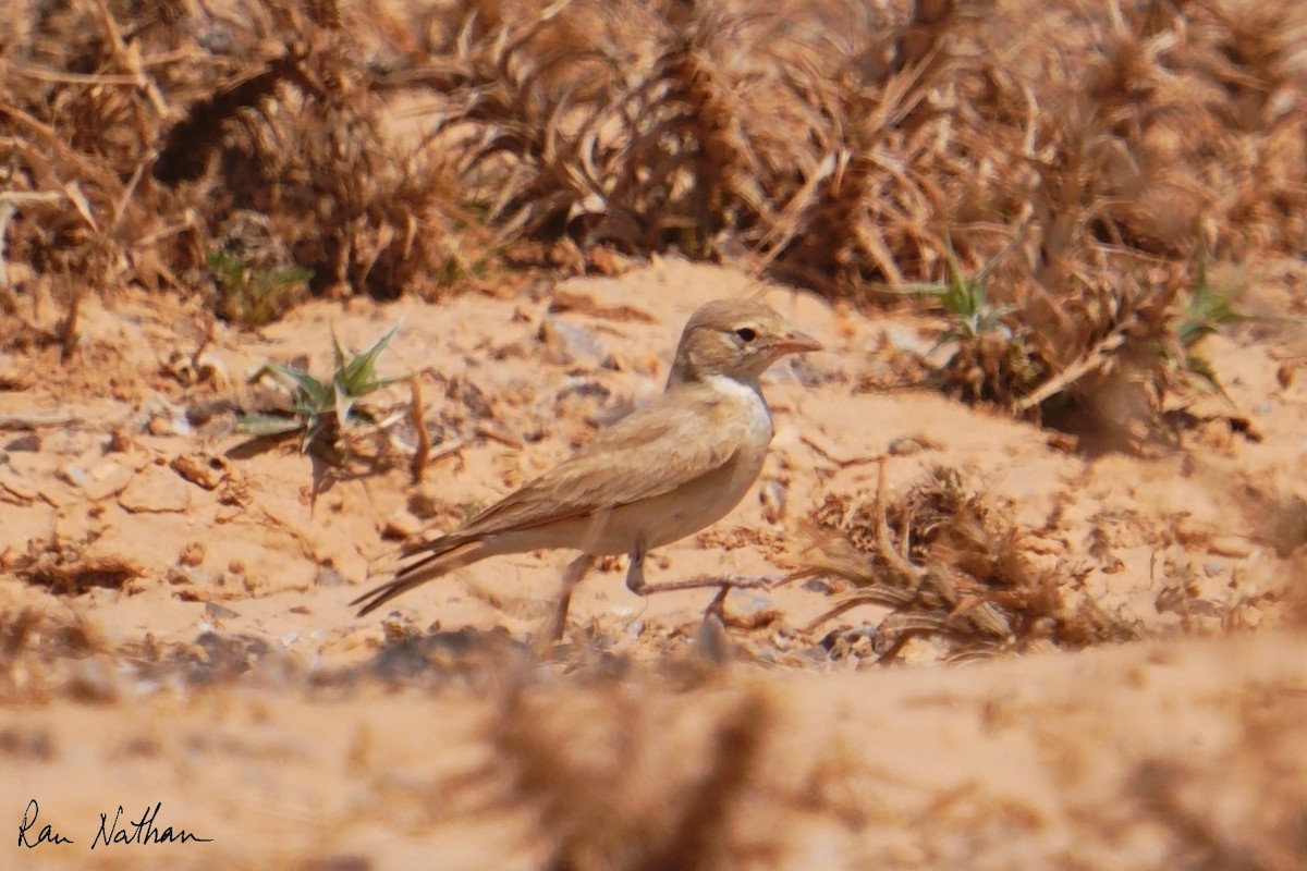 Allodola del deserto minore - ML635497750