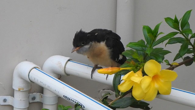 Pied Cuckoo - ML635497861