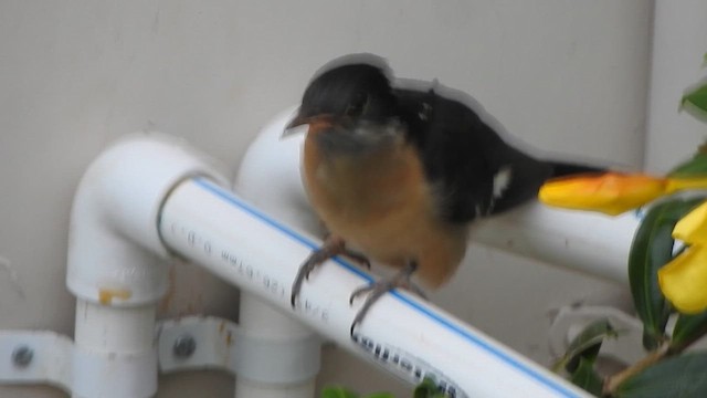 Pied Cuckoo - ML635497862