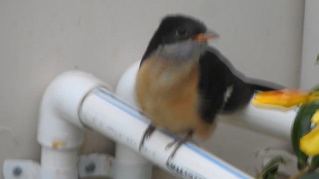 Pied Cuckoo - ML635497887