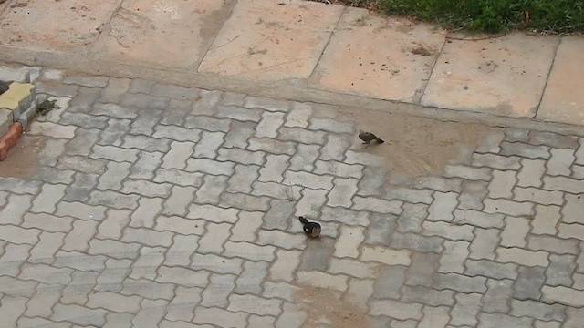Pied Cuckoo - ML635497889