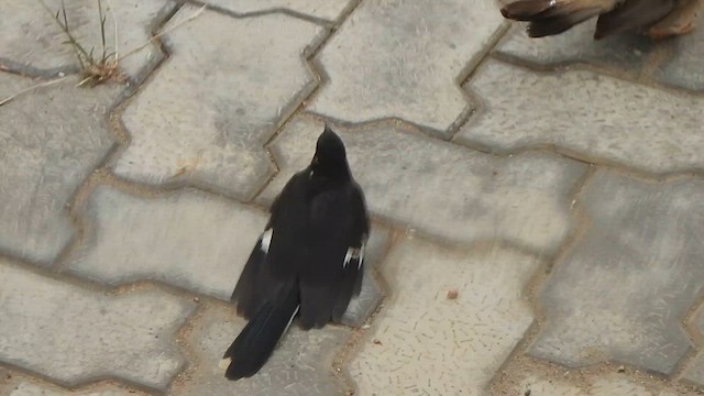 Pied Cuckoo - ML635497898