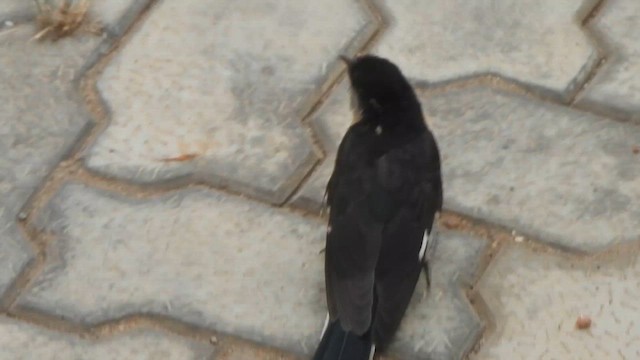 Pied Cuckoo - ML635497899