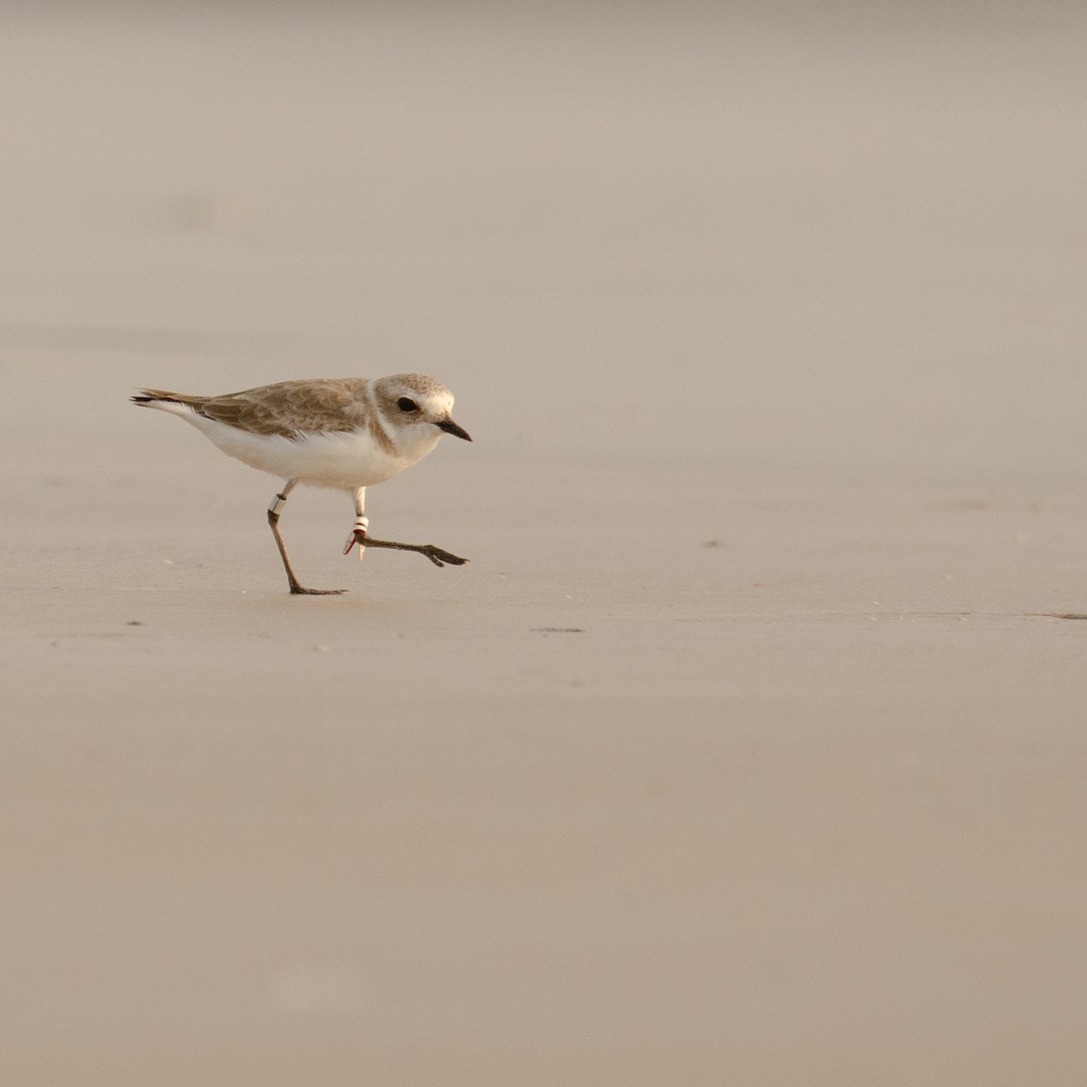 Kentish Plover - ML635497907