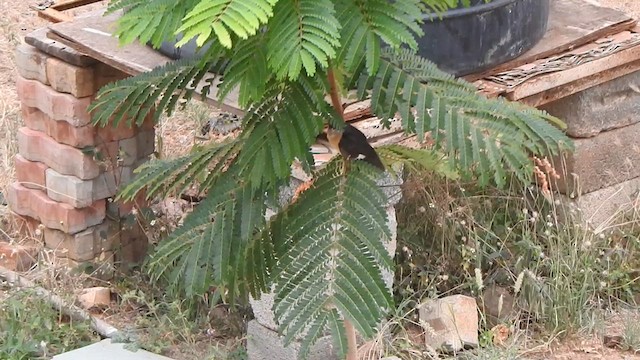 Pied Cuckoo - ML635497916