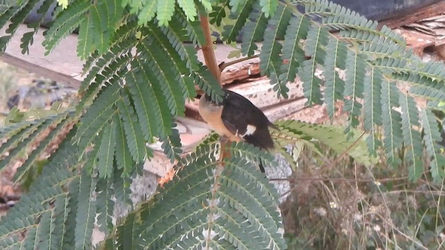 Pied Cuckoo - ML635497920