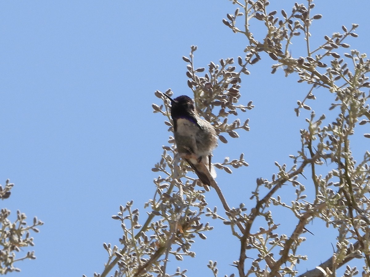Costa's Hummingbird - ML635497957