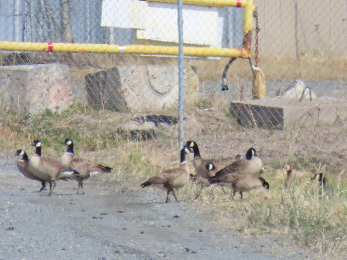Cackling Goose (Aleutian) - ML635497963