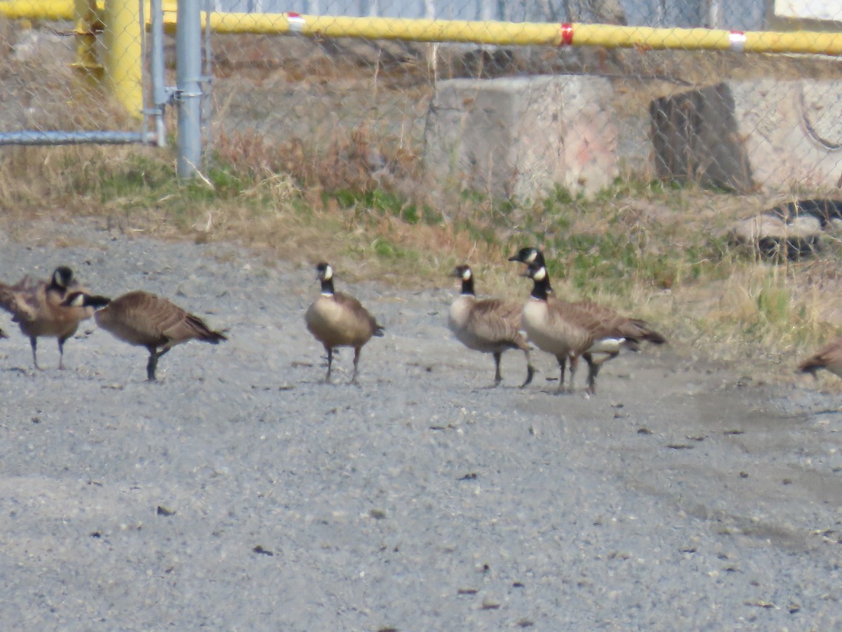 Cackling Goose (Aleutian) - ML635497966