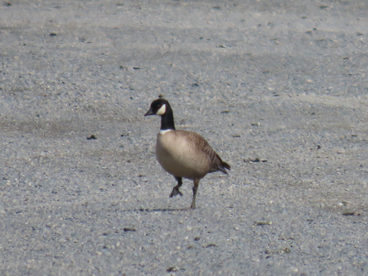 Cackling Goose (Aleutian) - ML635497971
