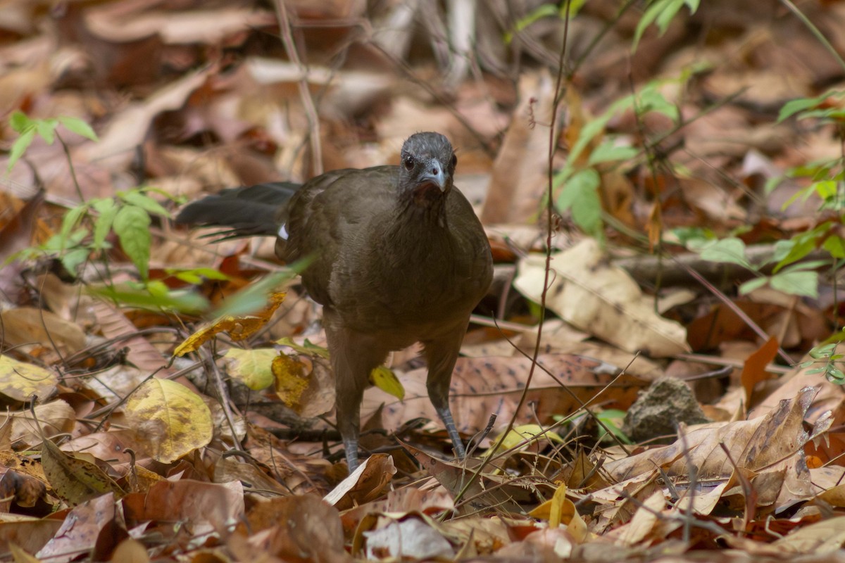 Plain Chachalaca - ML635498025